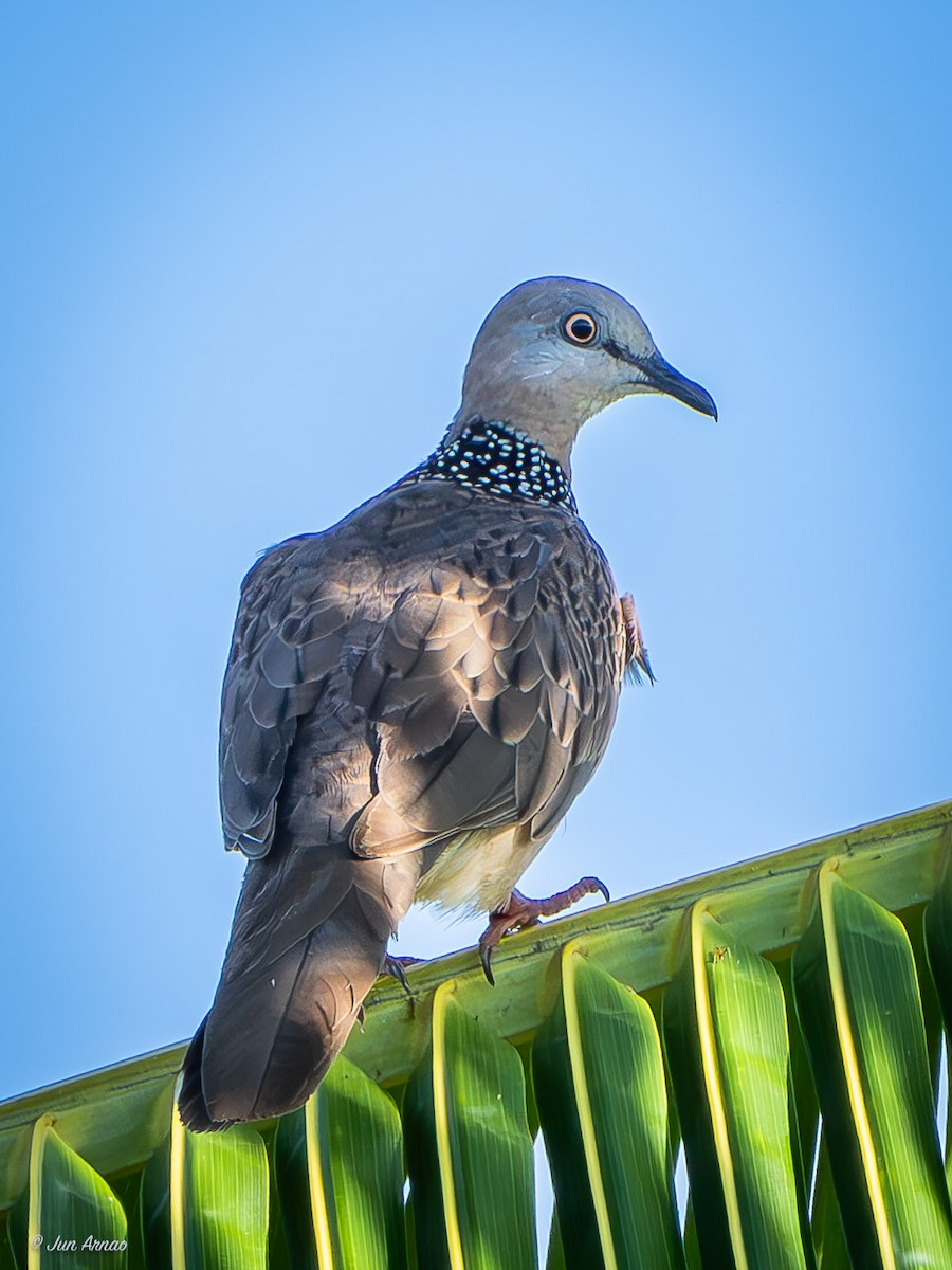 Spotted Dove - ML618550821