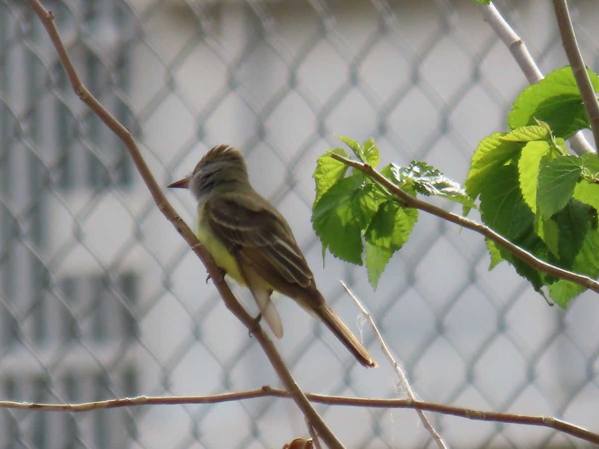 Great Crested Flycatcher - ML618550823