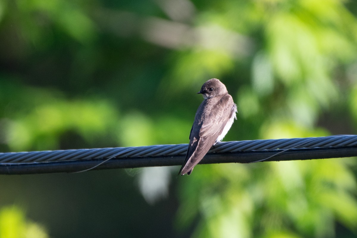 Northern Rough-winged Swallow - ML618550844