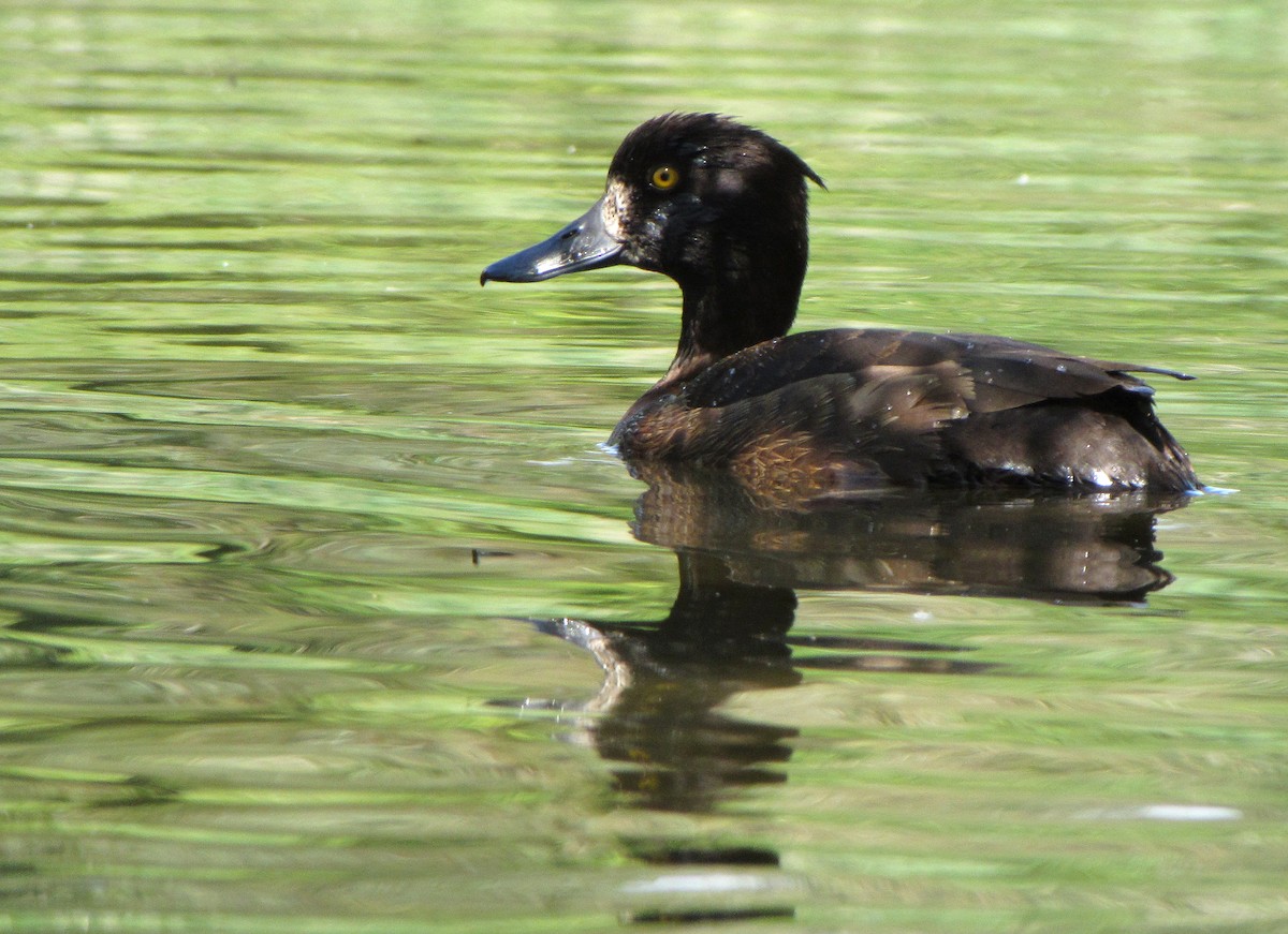 Tufted Duck - ML618550852