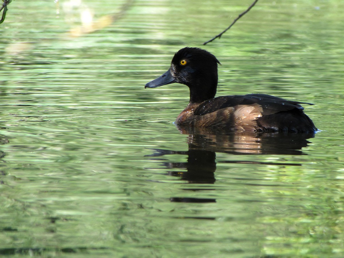 Tufted Duck - ML618550853