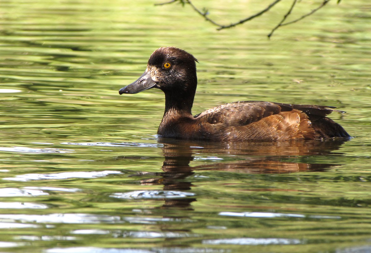 Tufted Duck - ML618550854