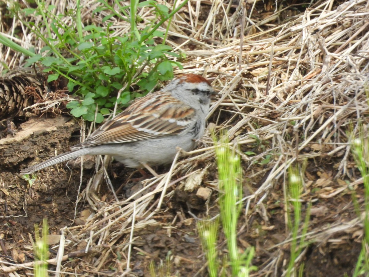 Chipping Sparrow - ML618550859