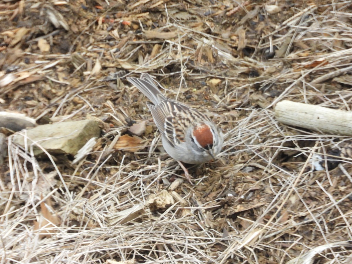 Chipping Sparrow - ML618550864