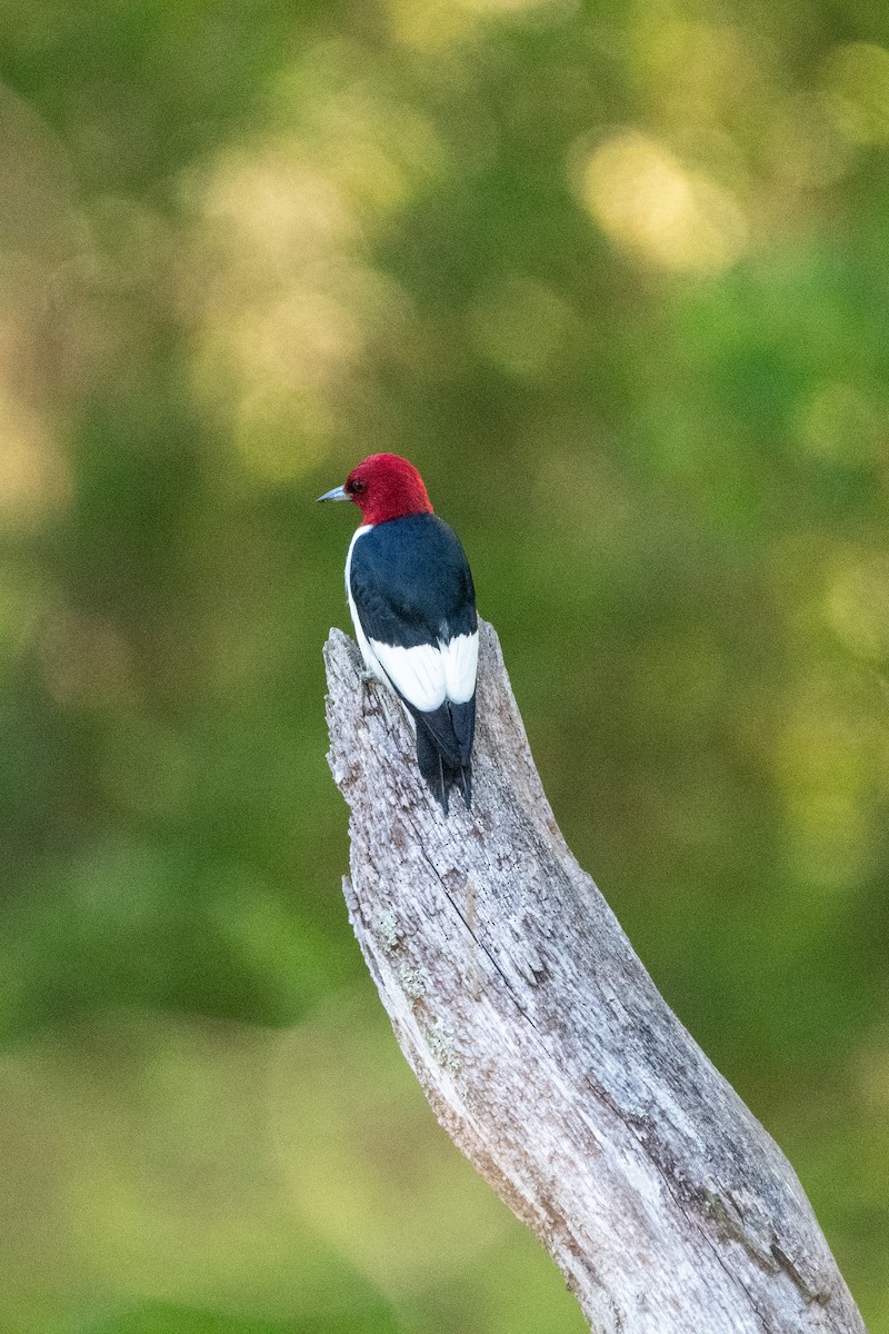 Red-headed Woodpecker - ML618550866