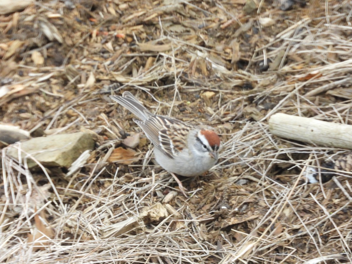 Chipping Sparrow - ML618550869