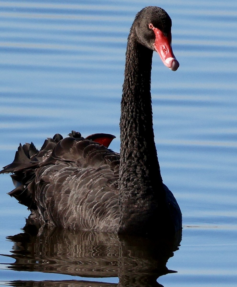 Black Swan - ML618550873