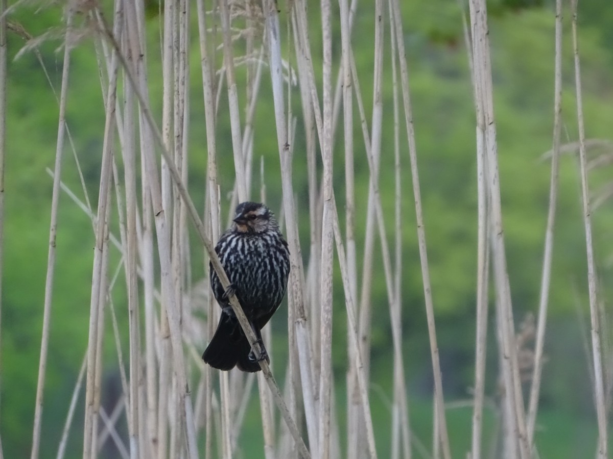 Red-winged Blackbird (Red-winged) - ML618550886