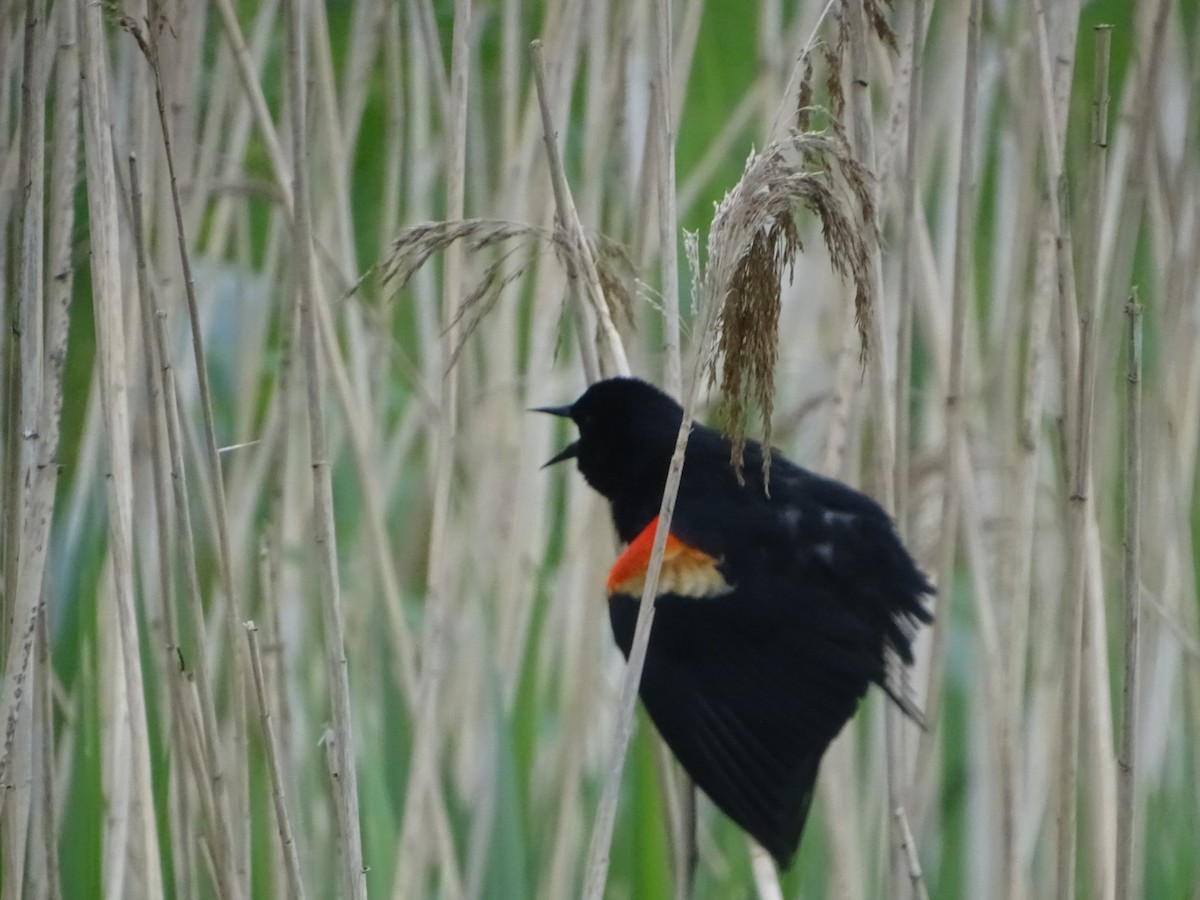 Red-winged Blackbird (Red-winged) - Robert Solomon
