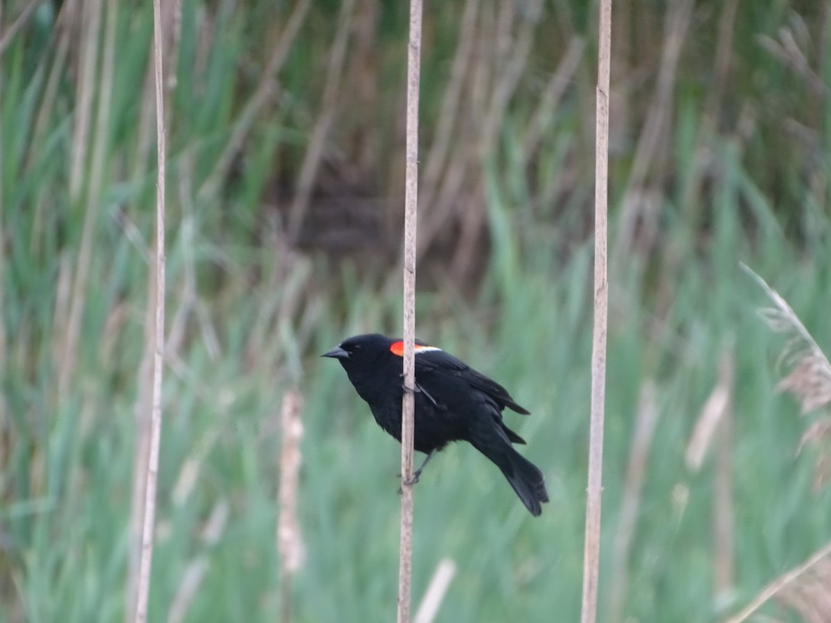 Red-winged Blackbird (Red-winged) - ML618550888