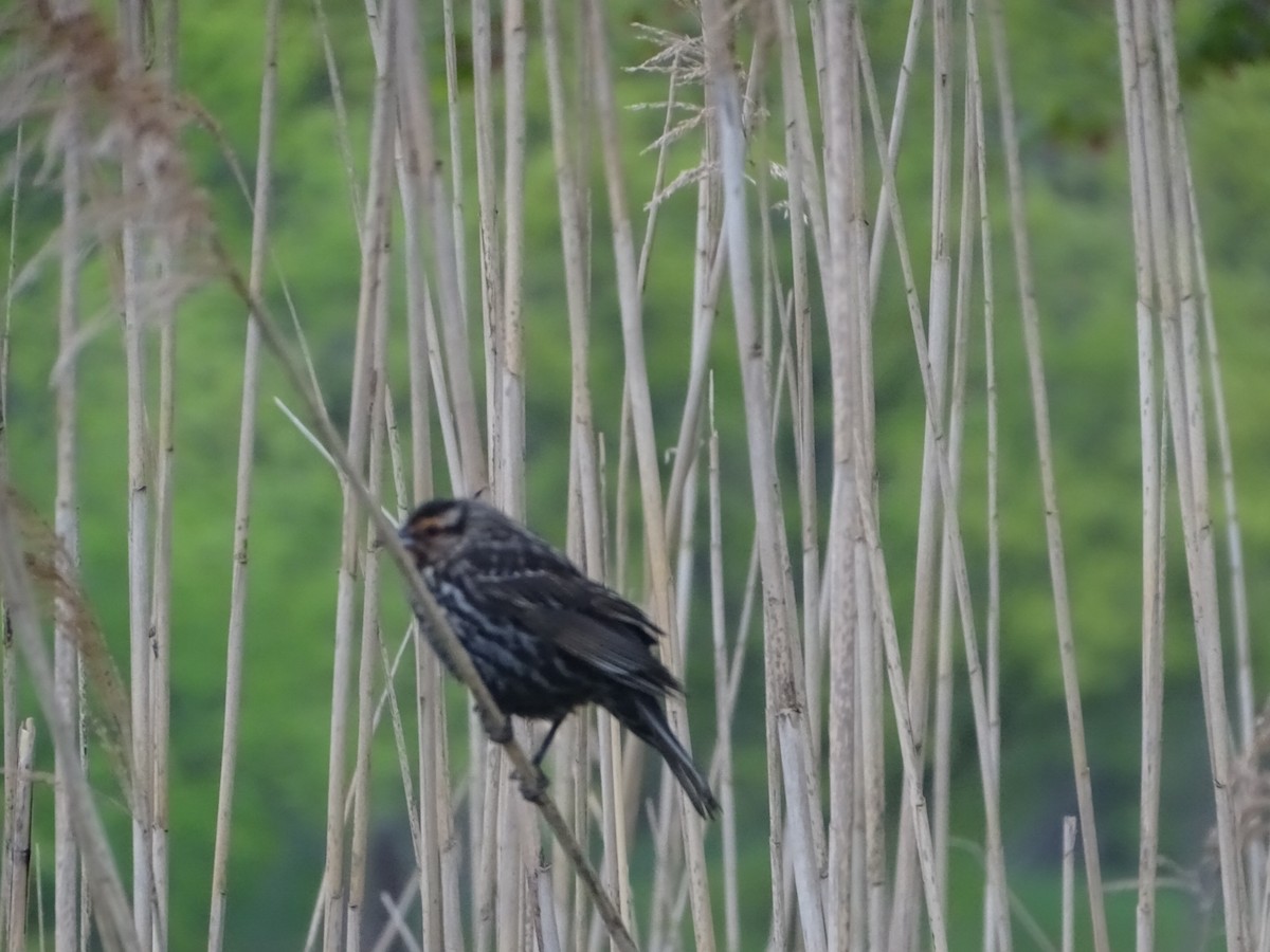 Red-winged Blackbird (Red-winged) - ML618550889