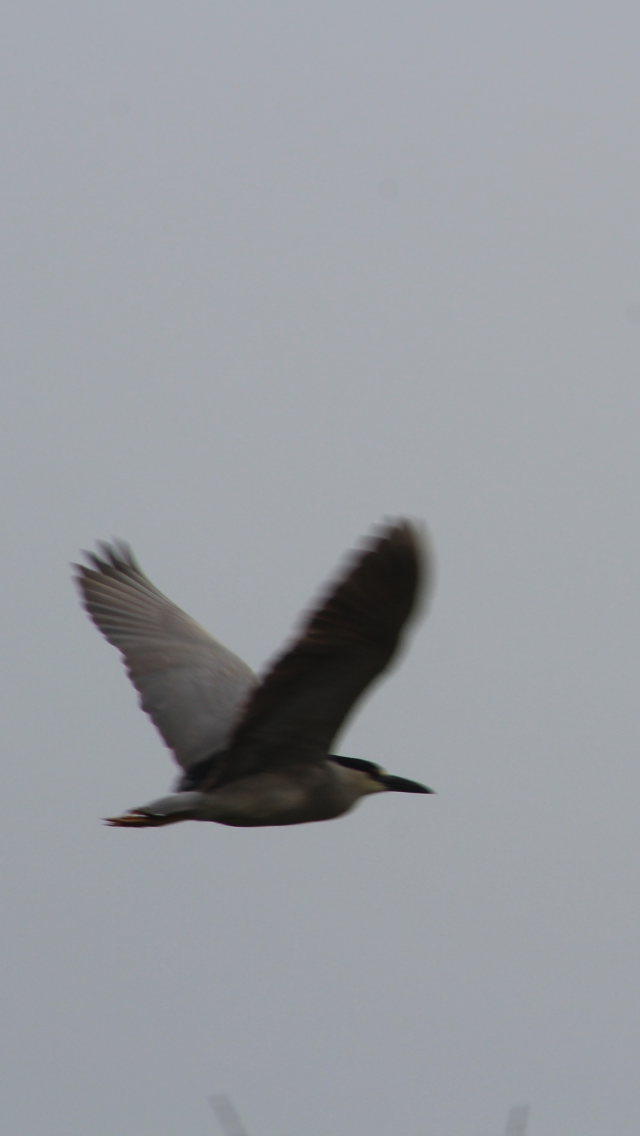 Black-crowned Night Heron - ML618550897