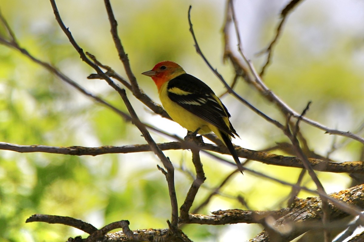 Western Tanager - ML618550900