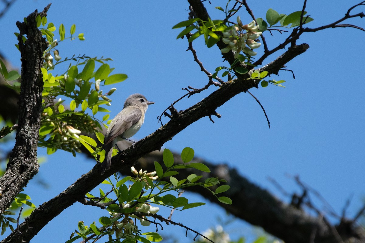 Warbling Vireo - Candice Lowther