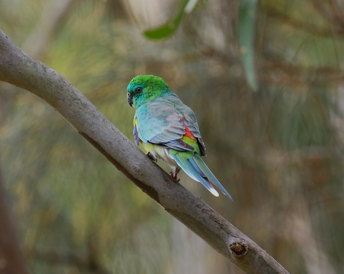 Red-rumped Parrot - ML618550913