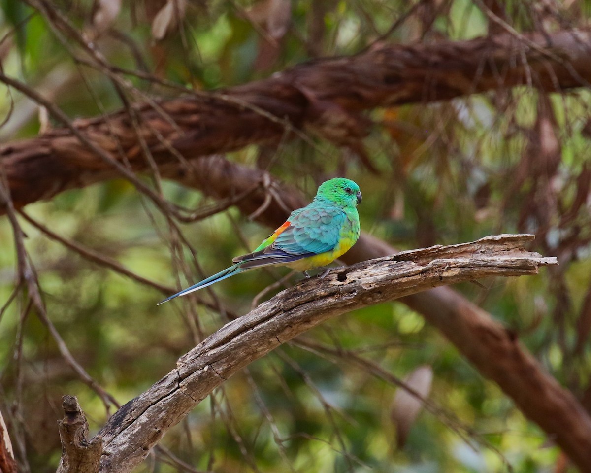 Red-rumped Parrot - ML618550914