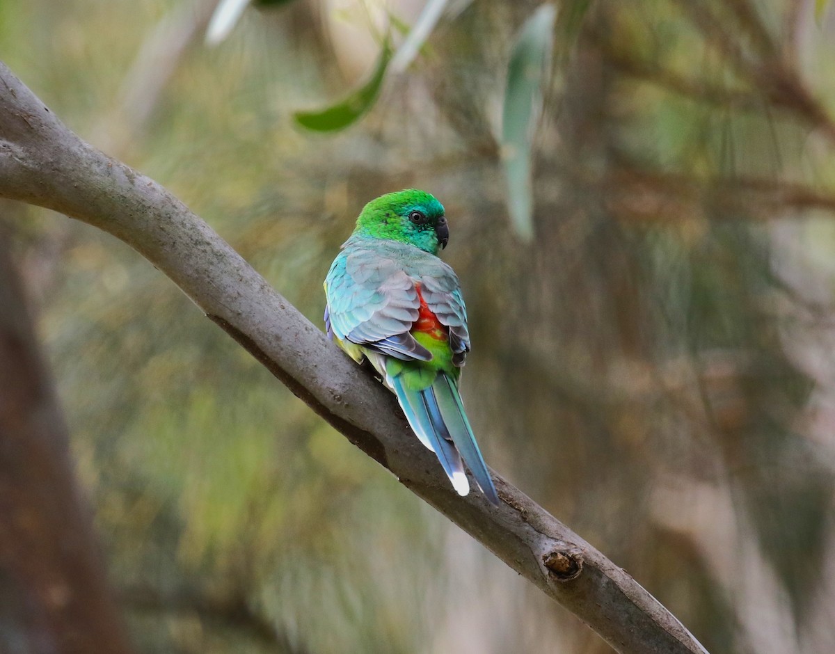 Red-rumped Parrot - ML618550915