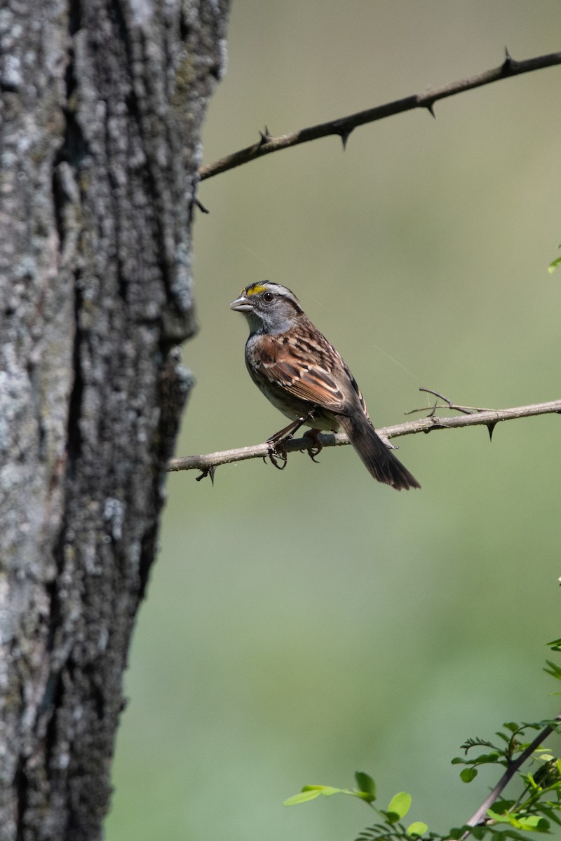 White-throated Sparrow - ML618550938