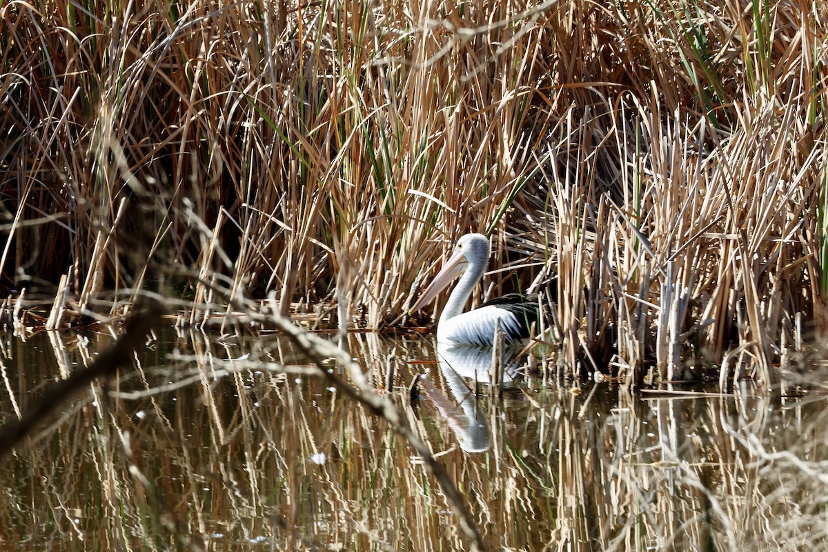 pelikán australský - ML618550945
