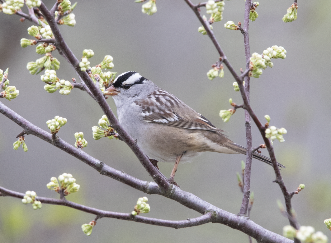 White-crowned Sparrow - ML618550962