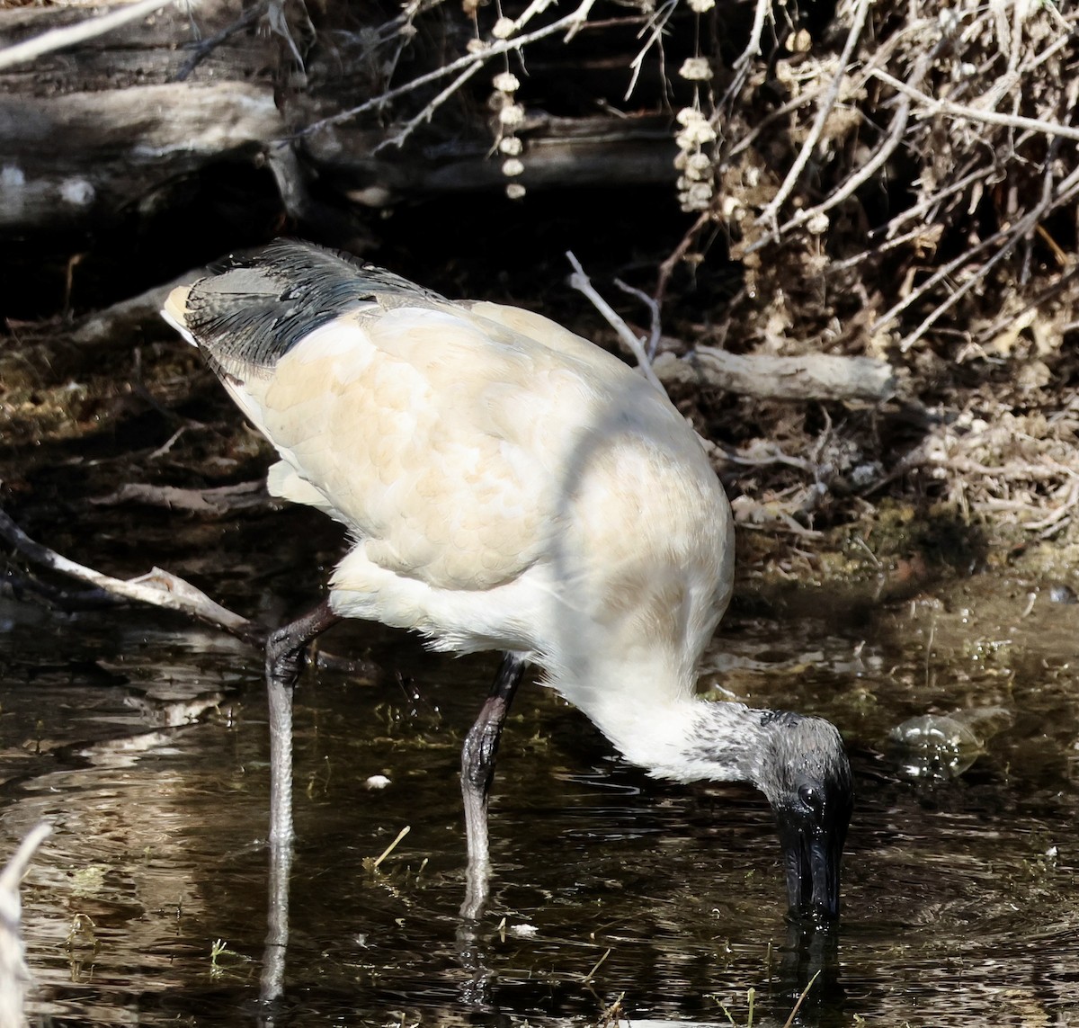 ibis australský - ML618550967