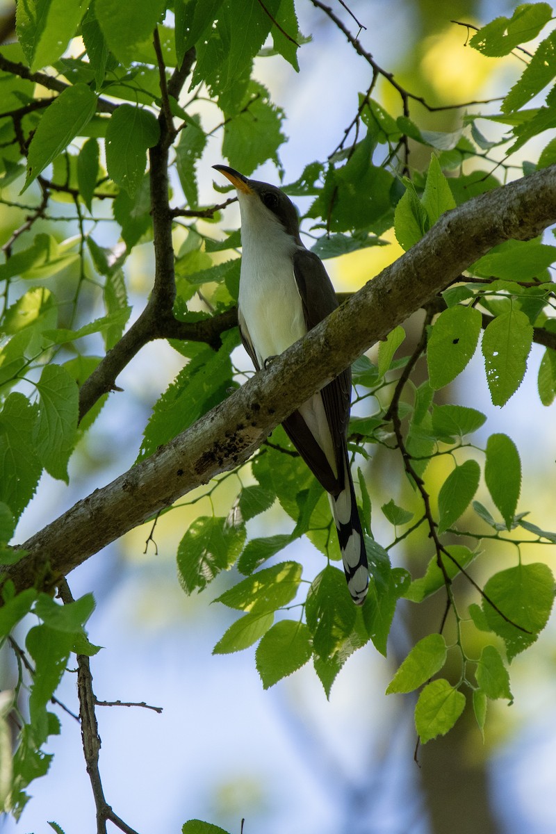 Yellow-billed Cuckoo - Candice Lowther