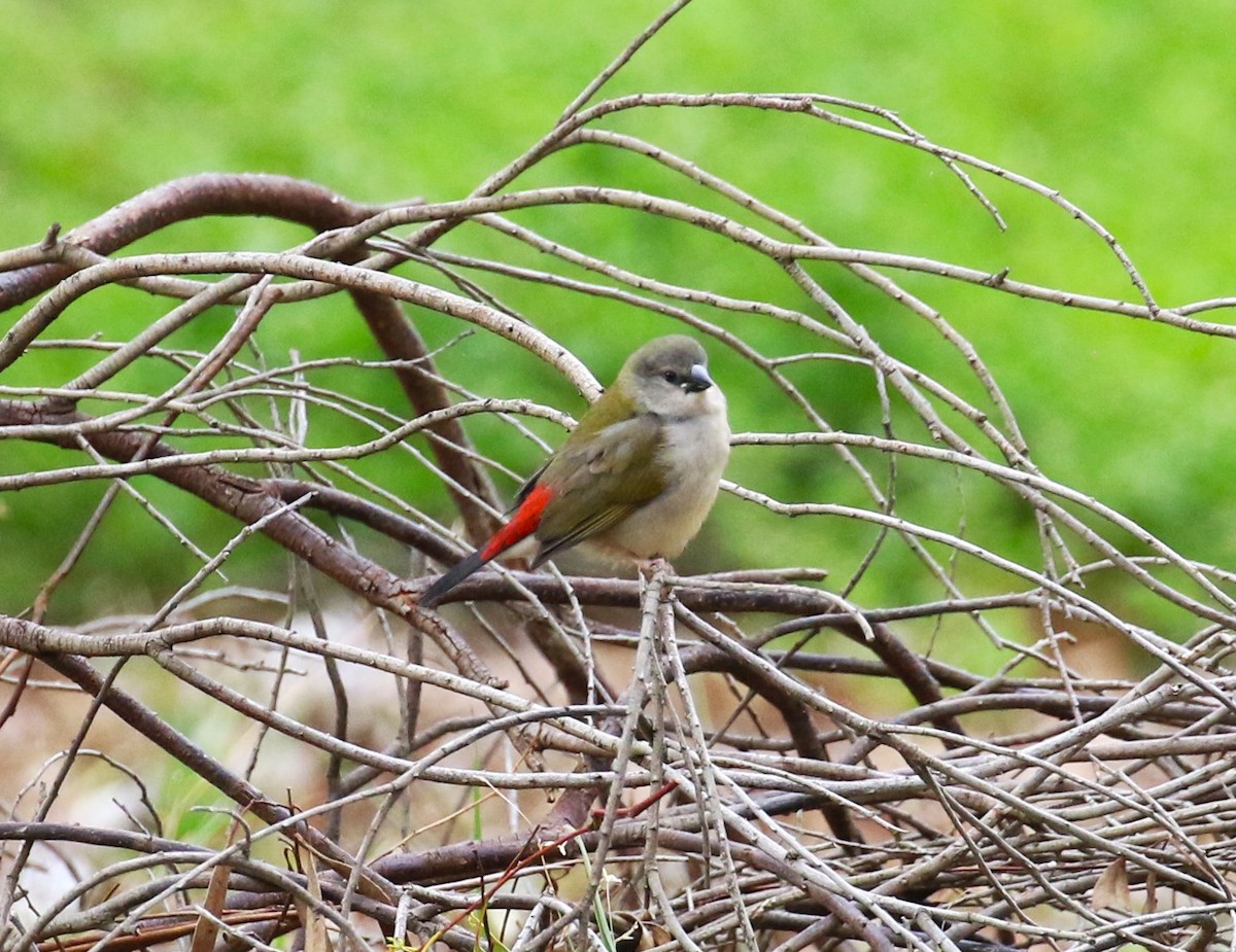 Red-browed Firetail - ML618551004