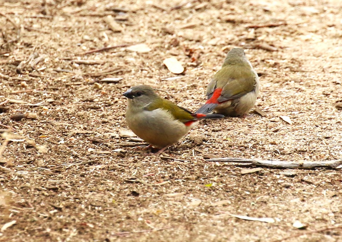 Red-browed Firetail - ML618551005