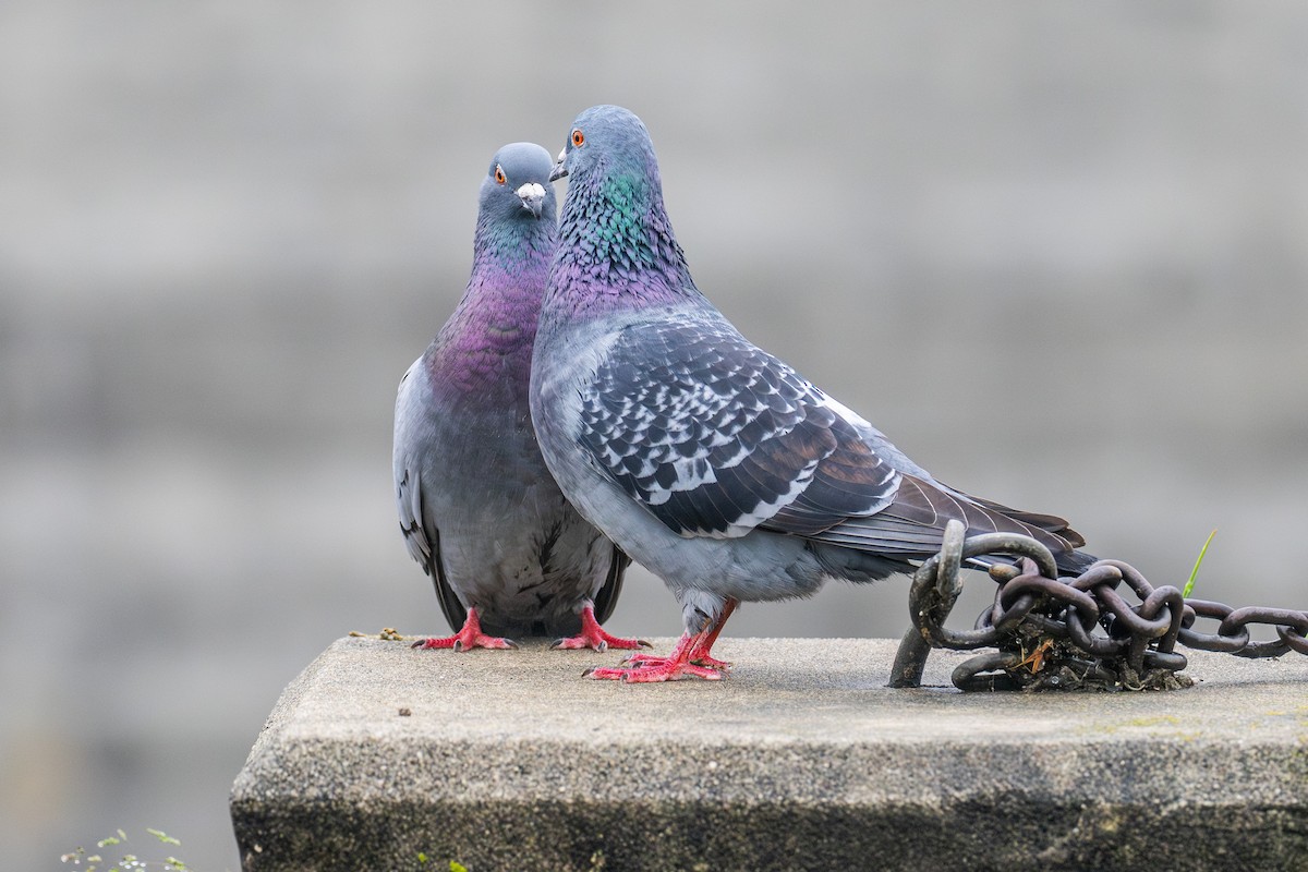 Rock Pigeon (Feral Pigeon) - ML618551020