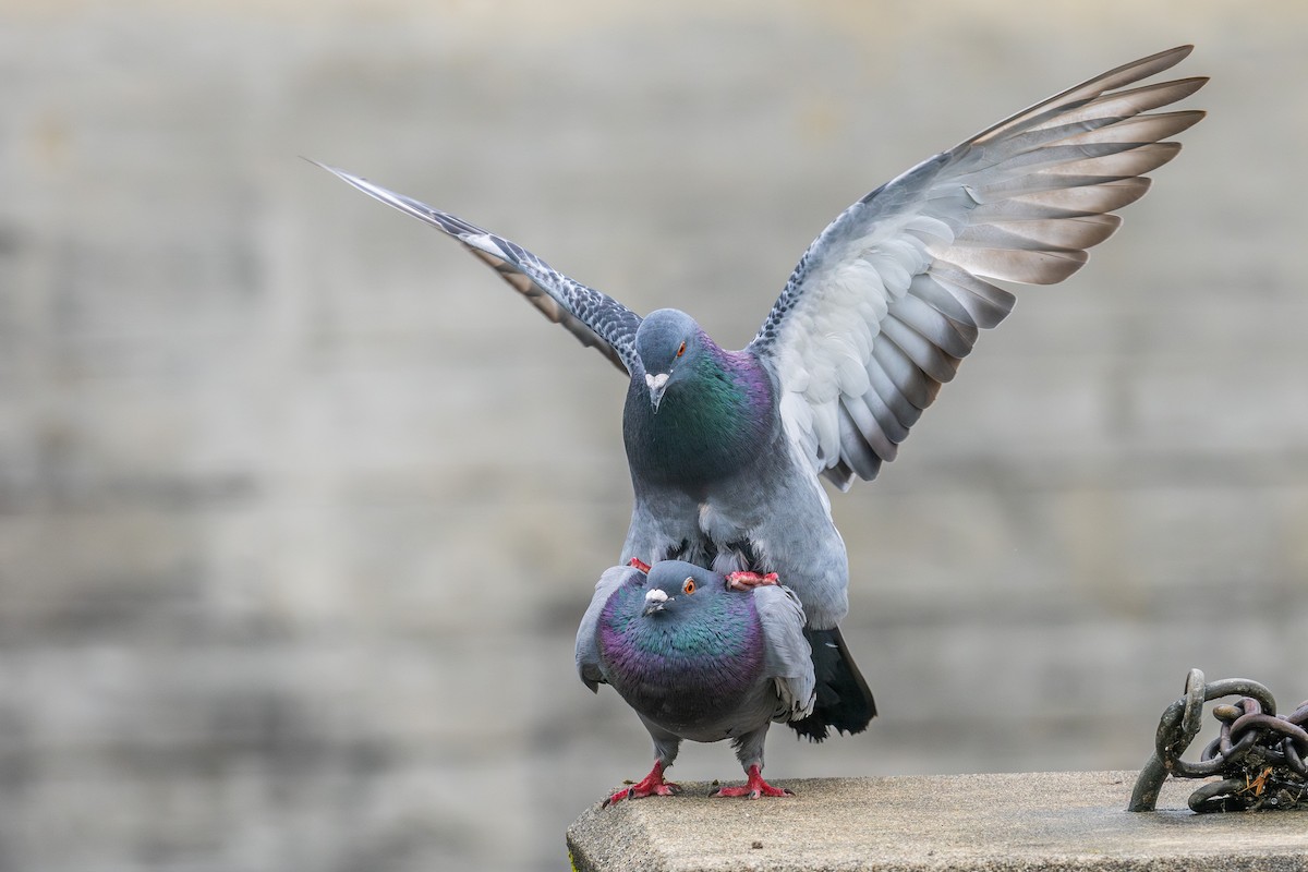 Rock Pigeon (Feral Pigeon) - Riley Metcalfe