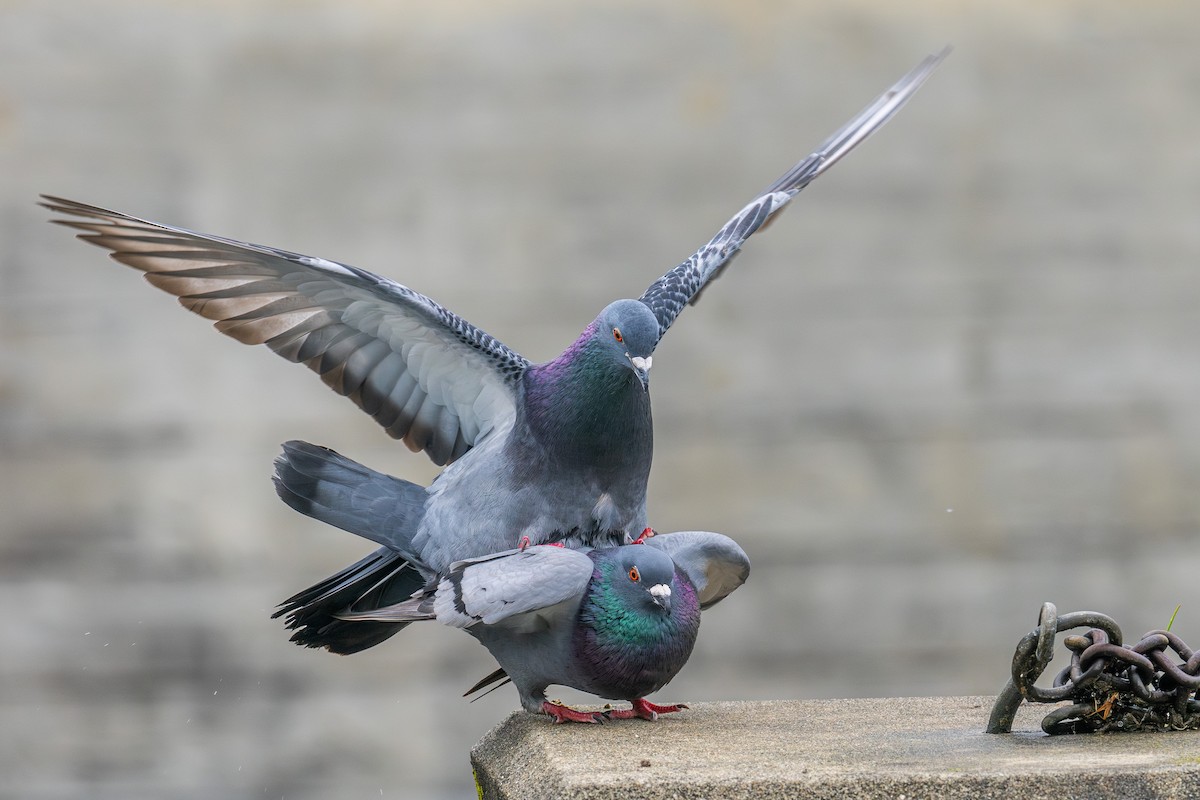 Rock Pigeon (Feral Pigeon) - ML618551025
