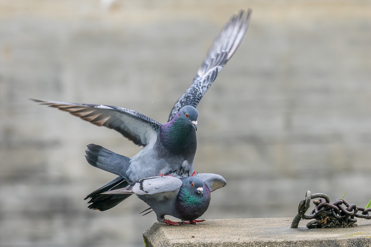 Rock Pigeon (Feral Pigeon) - Riley Metcalfe