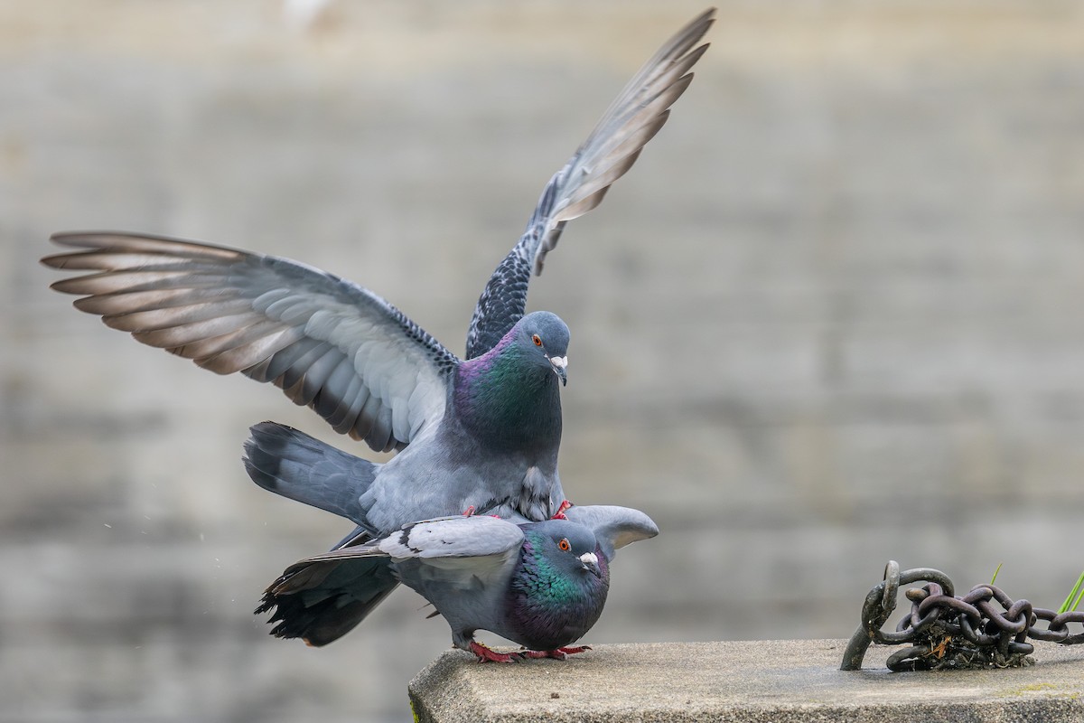 Rock Pigeon (Feral Pigeon) - ML618551041