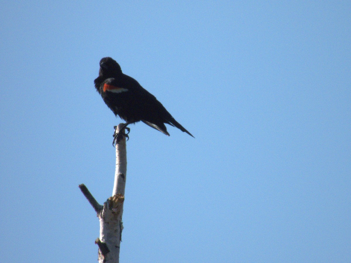Red-winged Blackbird - ML618551063