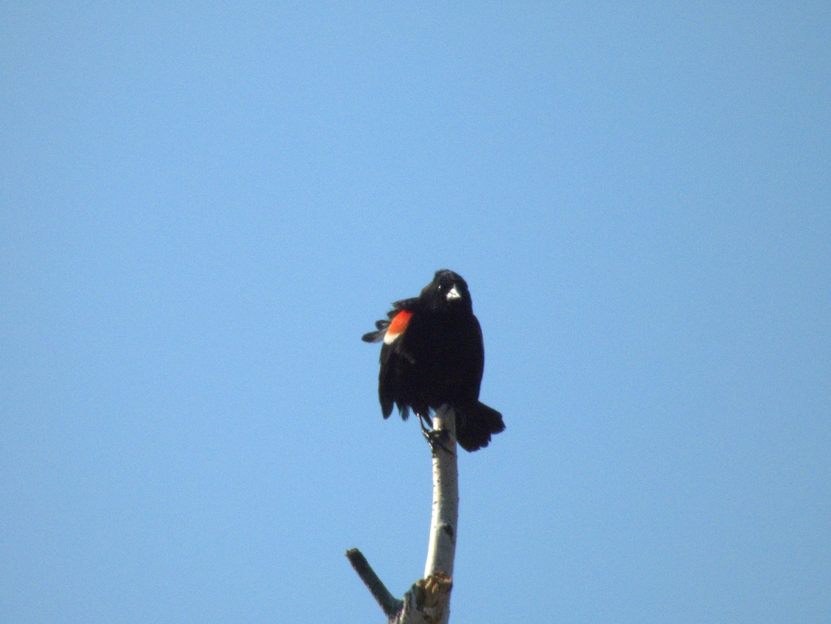 Red-winged Blackbird - ML618551064
