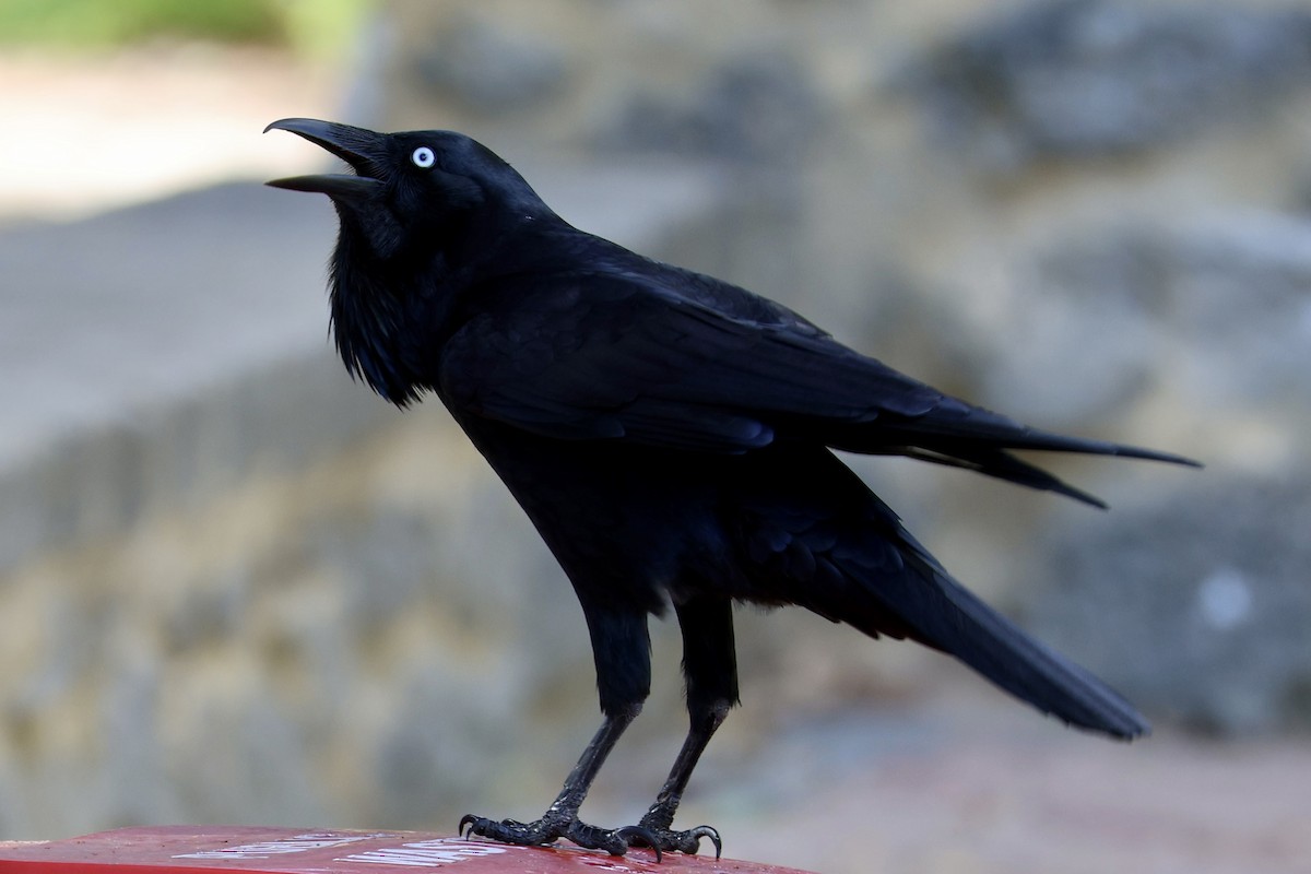 Australian Raven - ML618551074