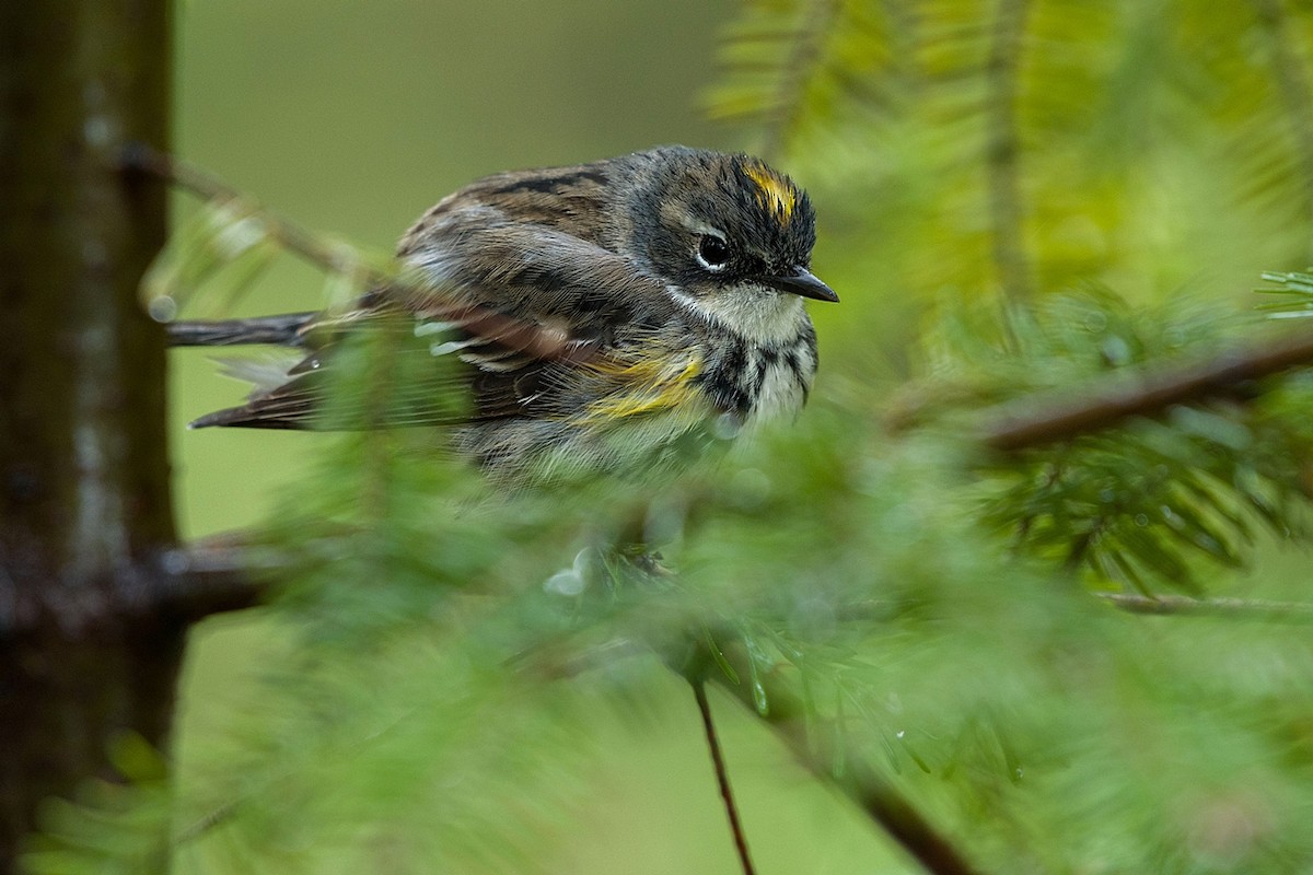 Yellow-rumped Warbler - Lucie Laudrin