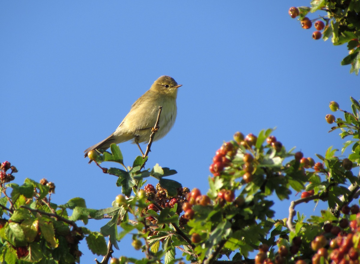 Willow Warbler - Peter Milinets-Raby