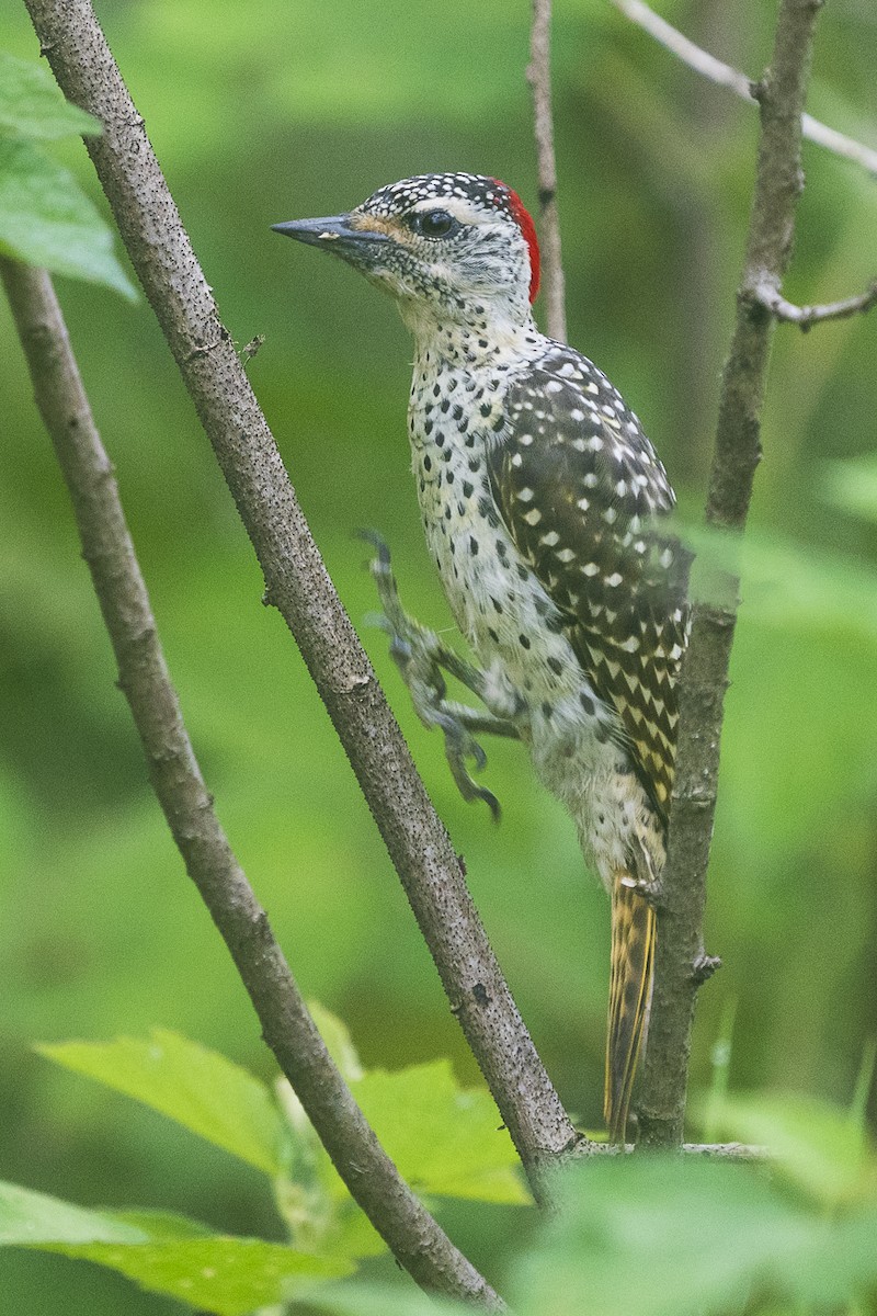 Green-backed Woodpecker - ML618551094
