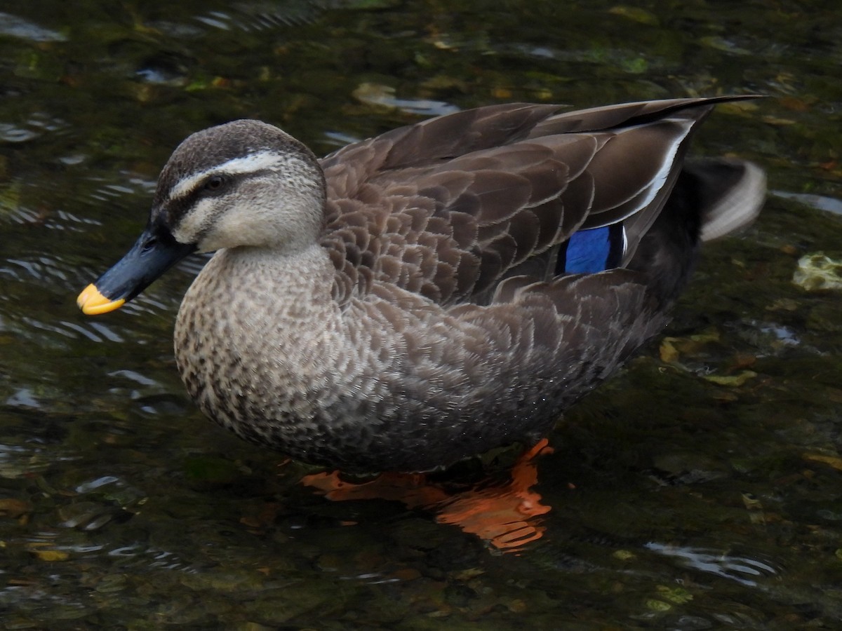 Eastern Spot-billed Duck - ML618551095