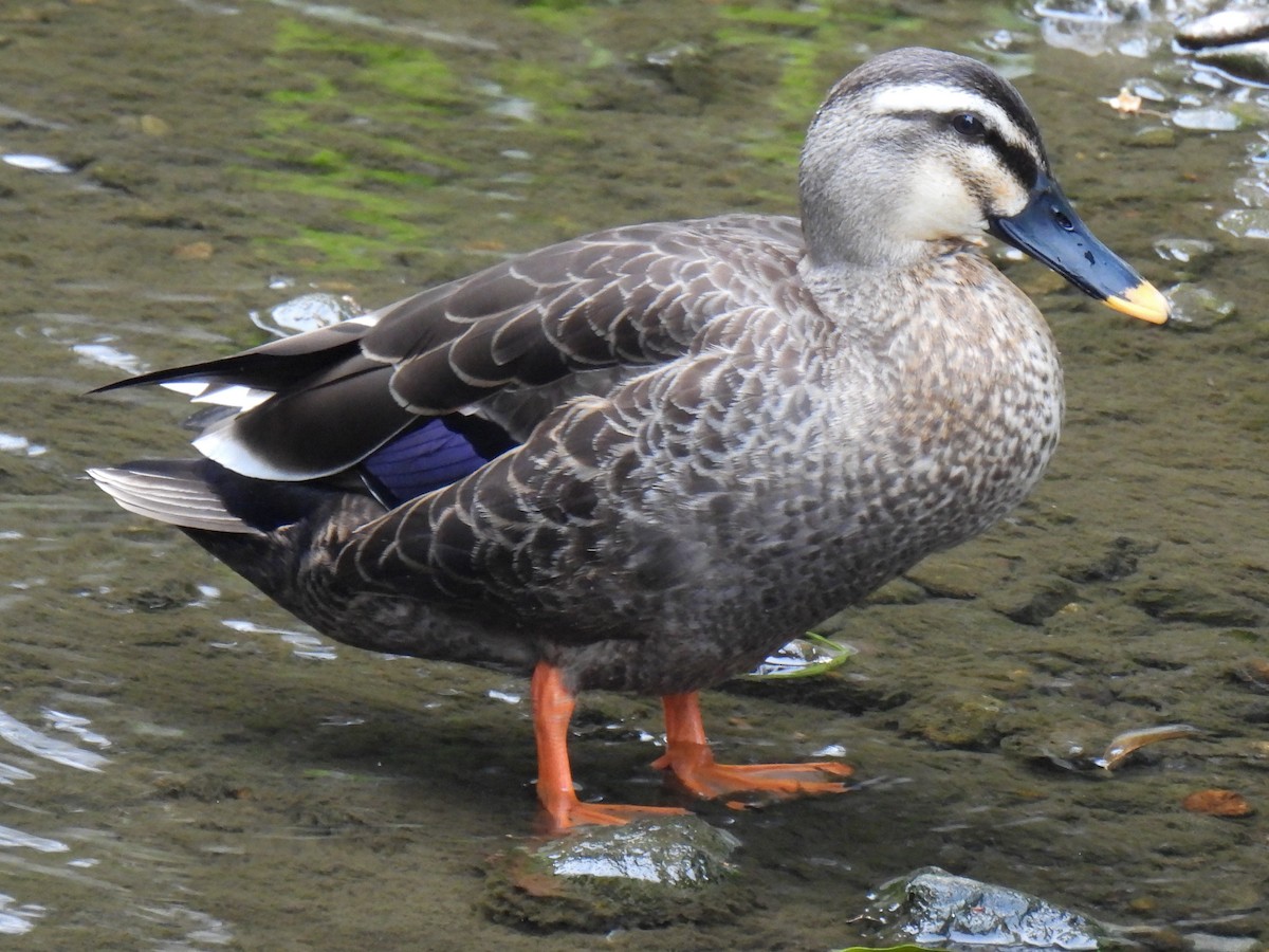 Eastern Spot-billed Duck - ML618551096