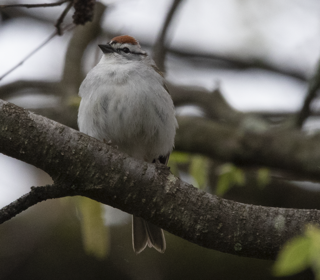 Chipping Sparrow - Learning Landon