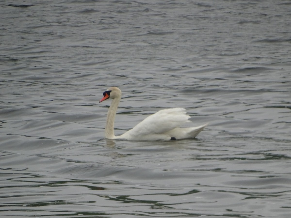 Mute Swan - ML618551152