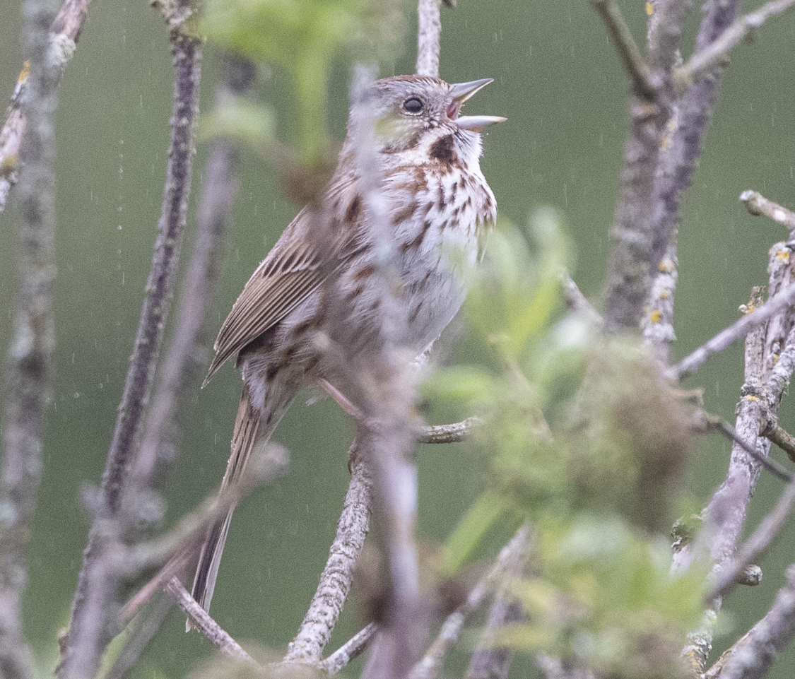 Song Sparrow - Learning Landon