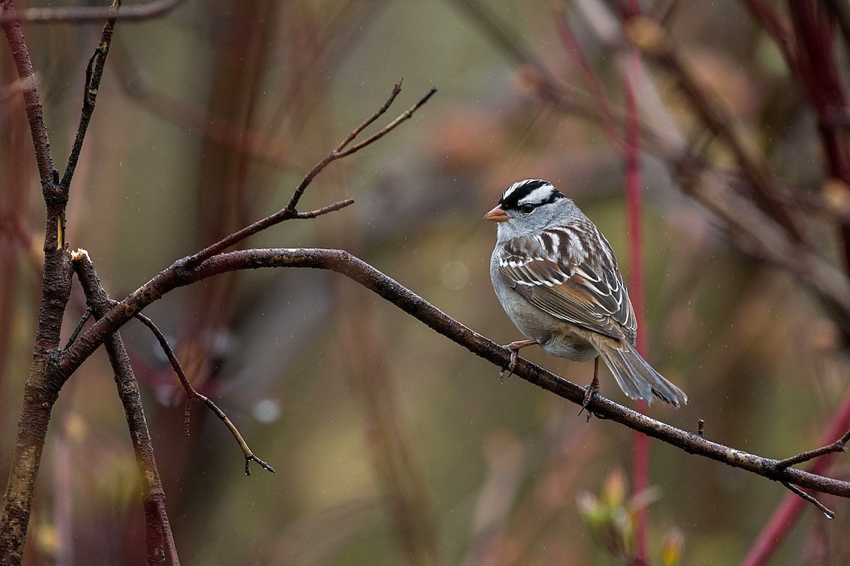 White-crowned Sparrow - ML618551201