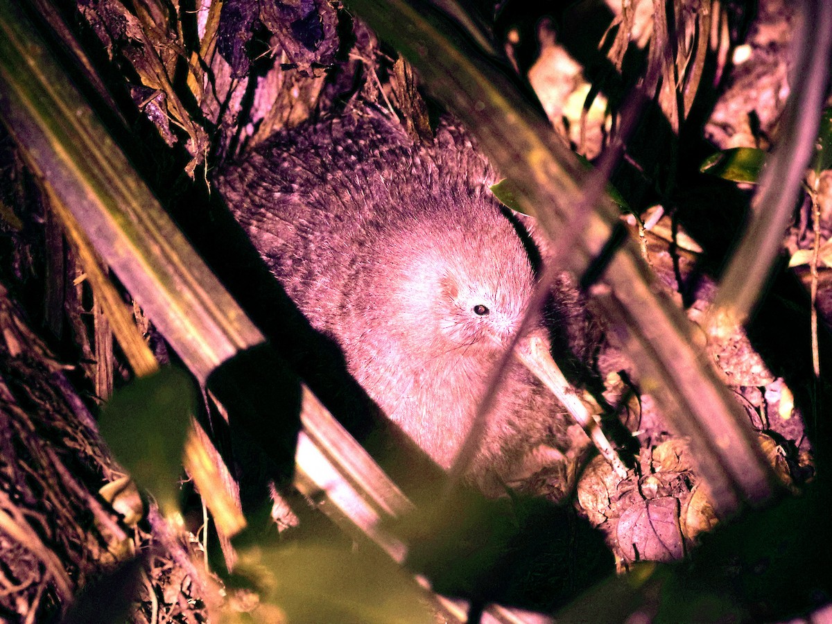 Little Spotted Kiwi - ML618551214