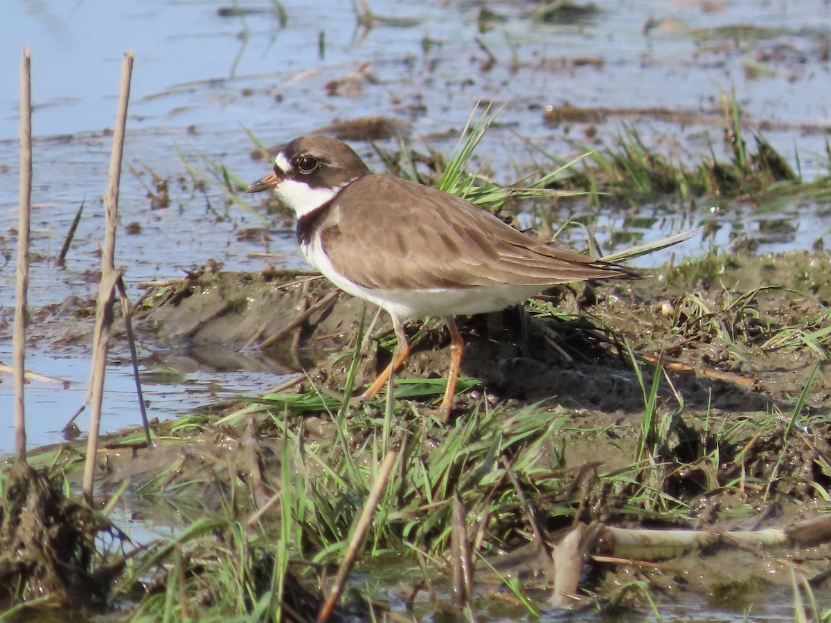 Semipalmated Plover - ML618551235