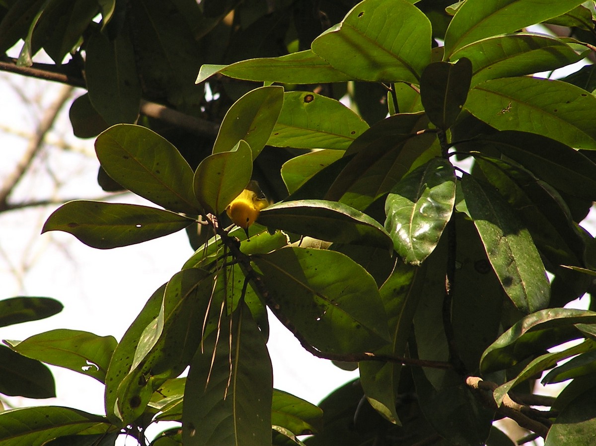 Prothonotary Warbler - ML618551258