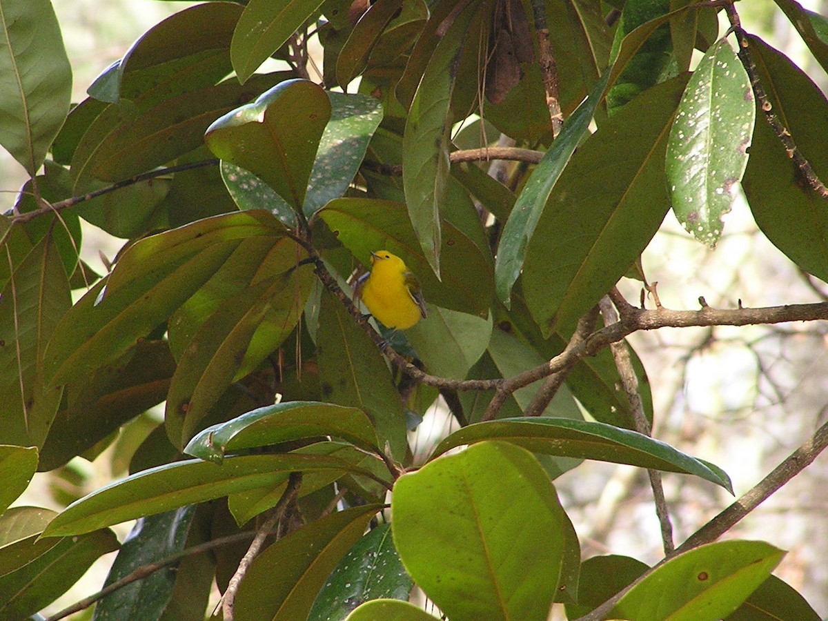 Prothonotary Warbler - ML618551261