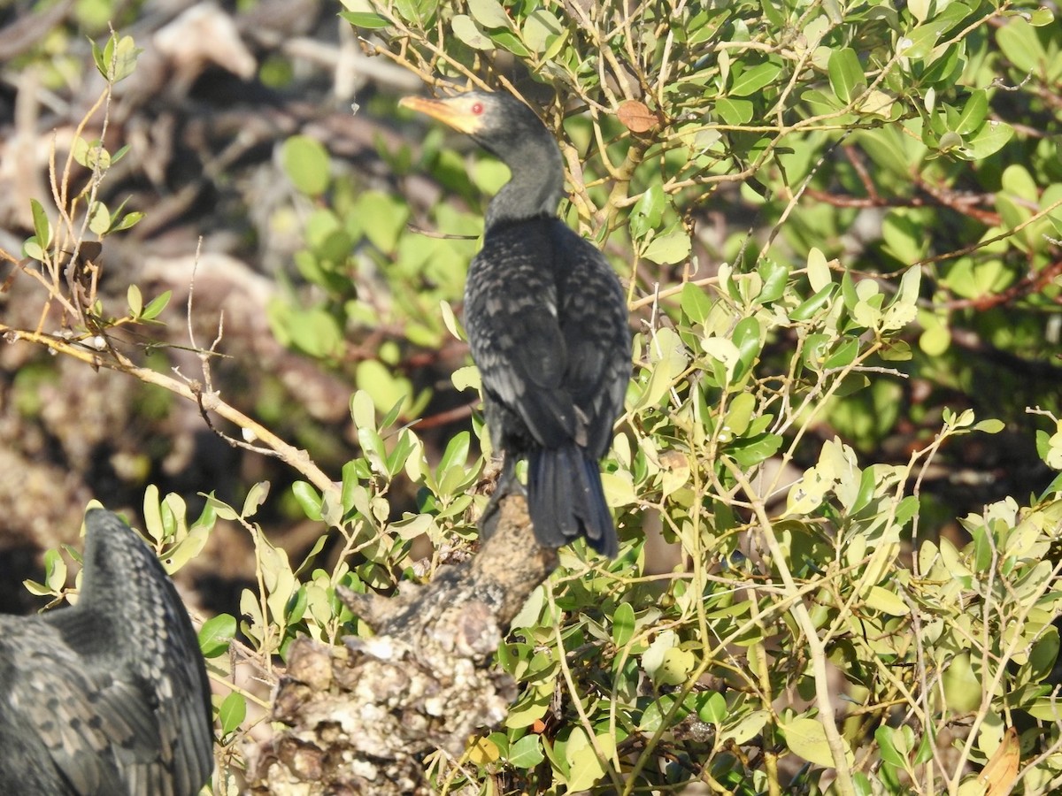 Long-tailed Cormorant - ML618551269